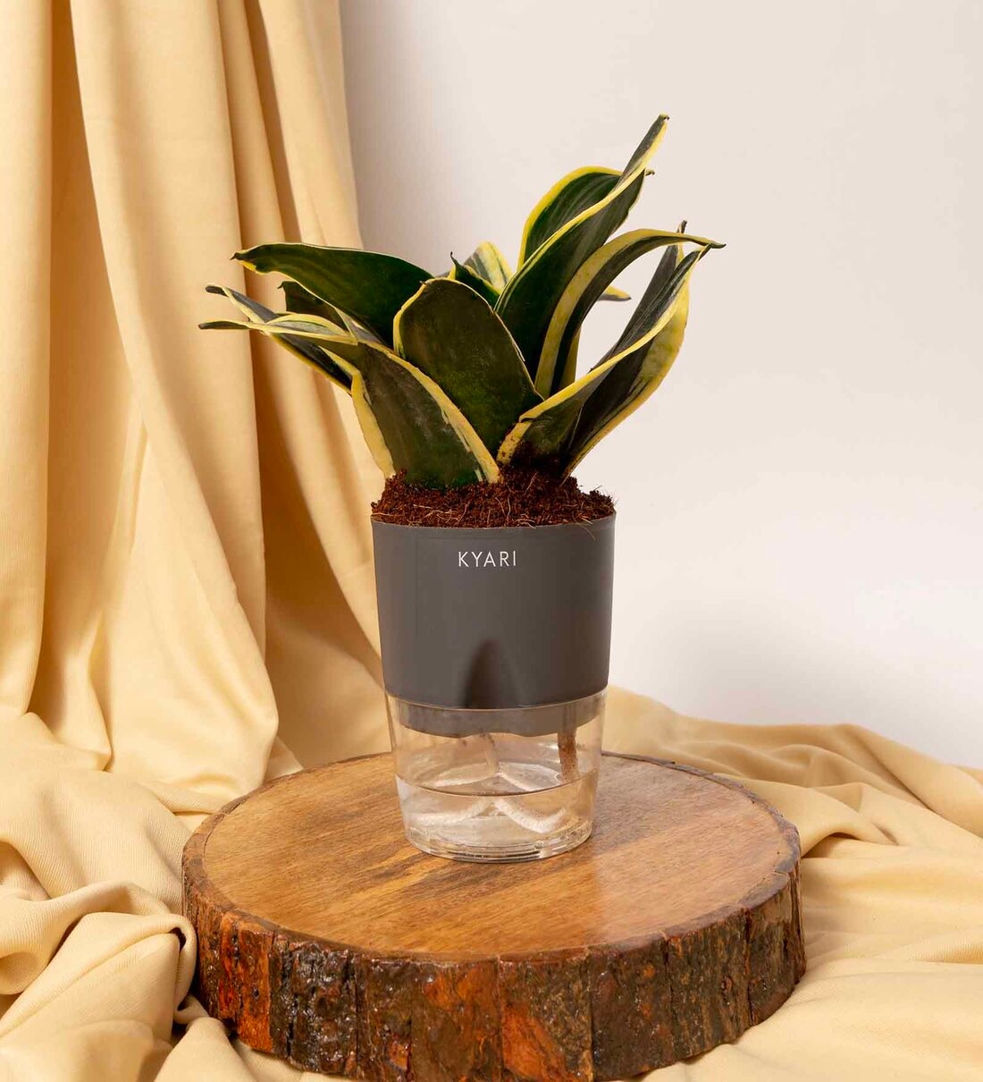 Buy Sansevieria Hahnii Snake Natural Plant With Grey Pot By Kyari At