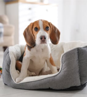 Cheapest dog hotsell beds online