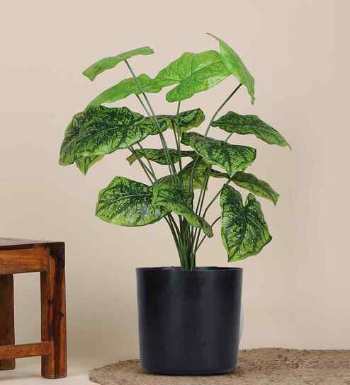 Green Alocasia-Dg In Black Pot With White Stones Artificial Plant