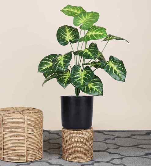 Green Money Plant-2 In Black Pot With White Stones Artificial Plant