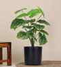 Green Alocasia-Dg In Black Pot With White Stones Artificial Plant