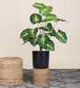 Green Money Plant-2 In Black Pot With White Stones Artificial Plant