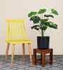 Green Money Plant In Black Pot With White Stones Artificial Plant