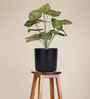 Green Red Caladium In Black Pot With White Stones Artificial Plant
