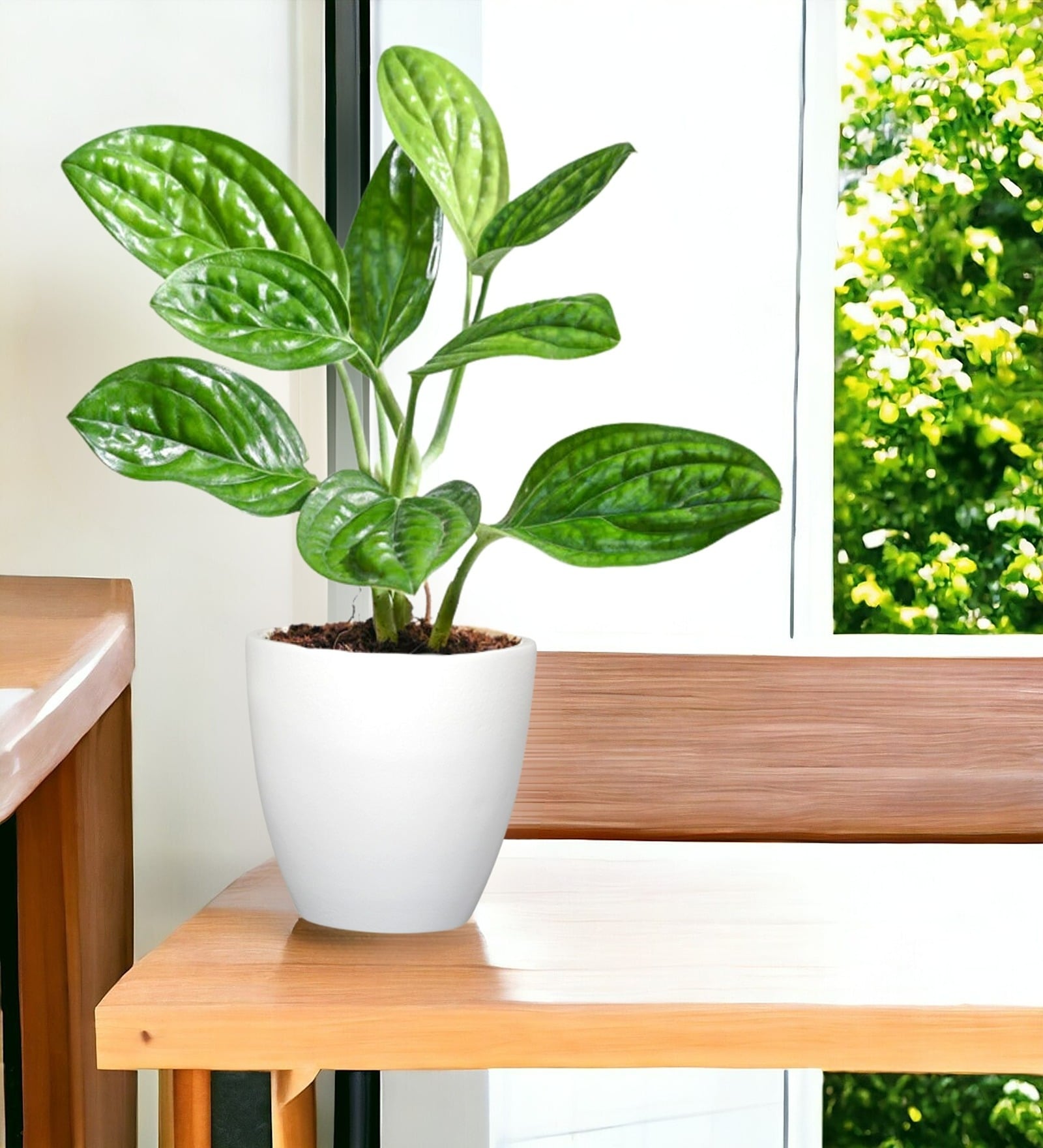 Pack Of 3 White Terracotta Desk Pots