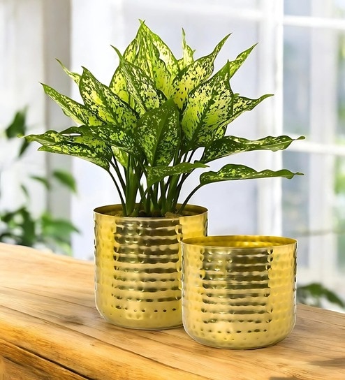 Pack Of 2 Gold Ivara Desk Pots