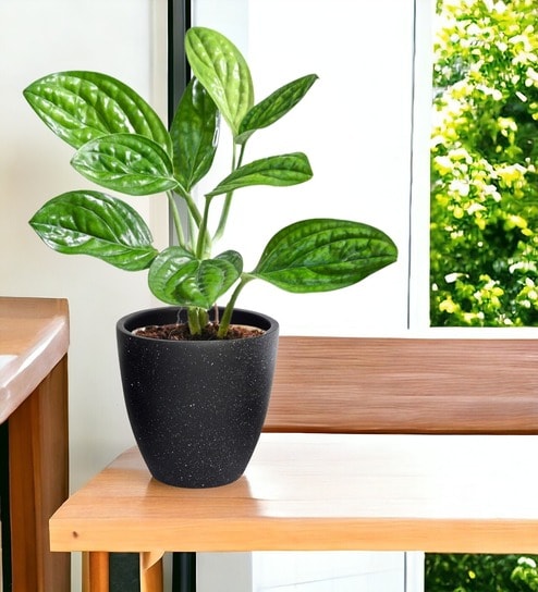 Pack Of 3 Black Terracotta Desk Pots