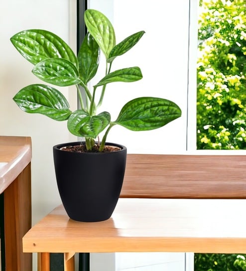 Pack Of 3 Black Terracotta Desk Pots