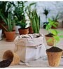 Pack Of 10 Brown Coconut Husk Biodegradable Plant Care