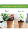 Pack Of 10 Brown Coconut Husk Biodegradable Plant Care