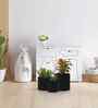 Pack Of 3 Black Metal Planter