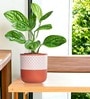 Pack Of 3 White Terracotta Desk Pots