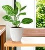 Pack Of 3 White Terracotta Desk Pots