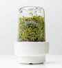 0.5 Ltr Sprouting Glass Jar with Stainless Steel Lid And Ceramic Base