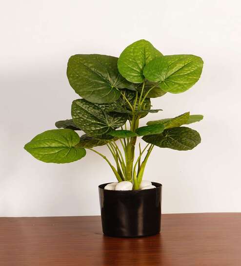 1.8Ft Artificial Rubber Plant with Black Pot