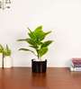 1.6Ft Artificial Croton Plant with Black Pot
