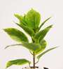 1.6Ft Artificial Croton Plant with Black Pot