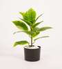 1.6Ft Artificial Croton Plant with Black Pot