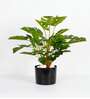 1.8Ft Artificial Monstera Deliciosa Plant with Black Pot