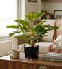 1.8Ft Artificial Monstera Deliciosa Plant with Black Pot