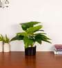 1.8Ft Artificial Philodendron Plant with Black Pot