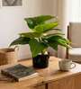 1.8Ft Artificial Philodendron Plant with Black Pot