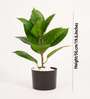 1.8Ft Artificial Rubber Plant with Black Pot