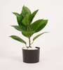 1.8Ft Artificial Rubber Plant with Black Pot