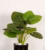 1.8Ft Artificial Rubber Plant with Black Pot