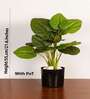 1.8Ft Artificial Rubber Plant with Black Pot