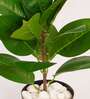 1.8Ft Artificial Rubber Plant with Black Pot