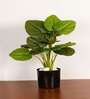 1.8Ft Artificial Rubber Plant with Black Pot