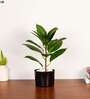 1.8Ft Artificial Rubber Plant with Black Pot