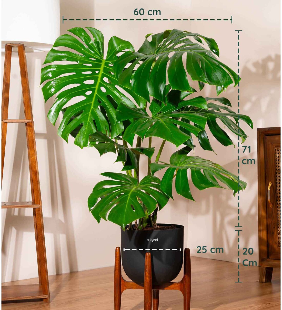 pothos n'joy Pothos N'Joy - Epipremnum Aureum 'N'Joy' main image 1