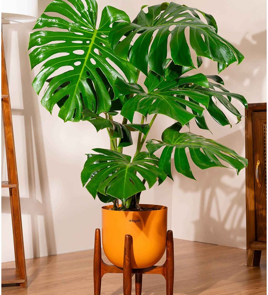 apoteka - coffee & plants Arabica Coffee Plant ‘Coffea arabica’