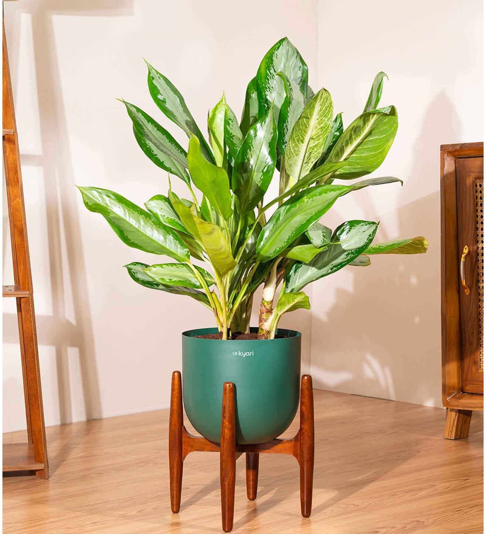 Aglonema Ice With Arbor Pot
