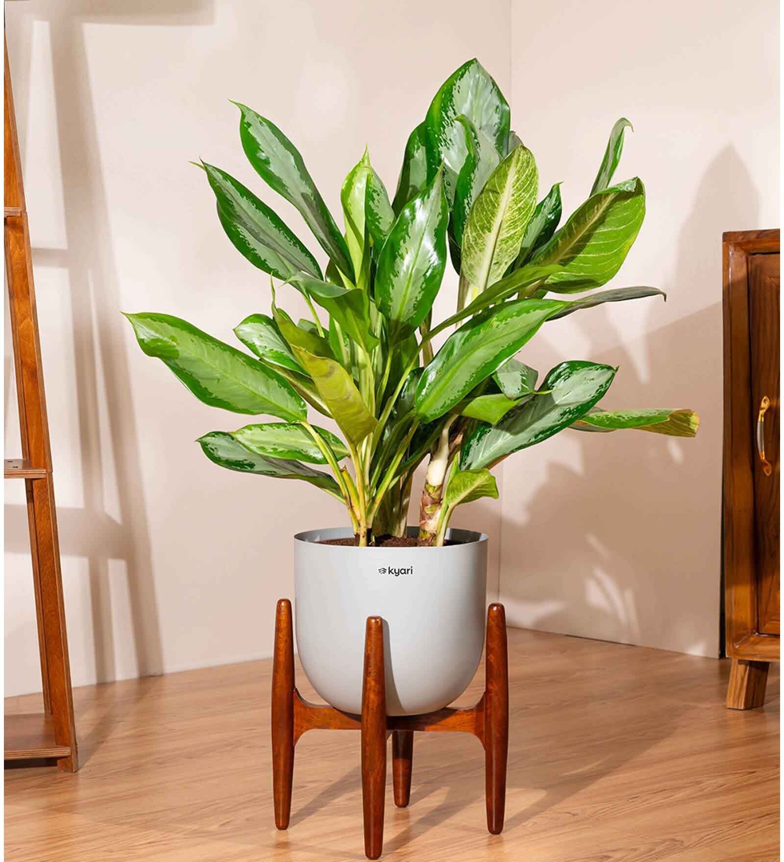 Aglonema Ice With Arbor Pot