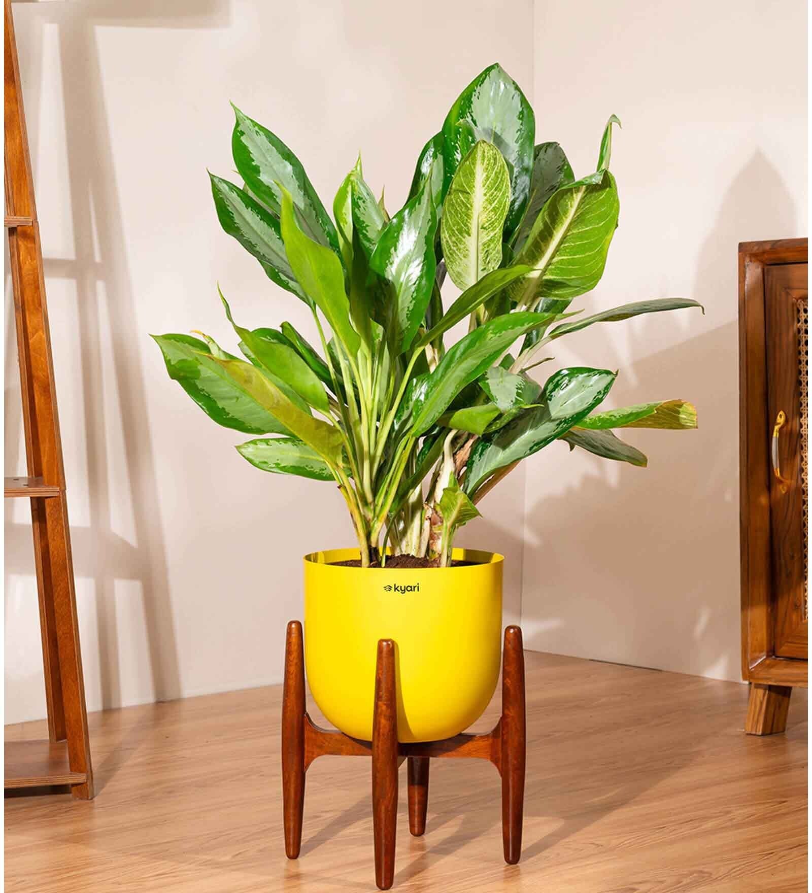 Aglonema Ice With Arbor Pot