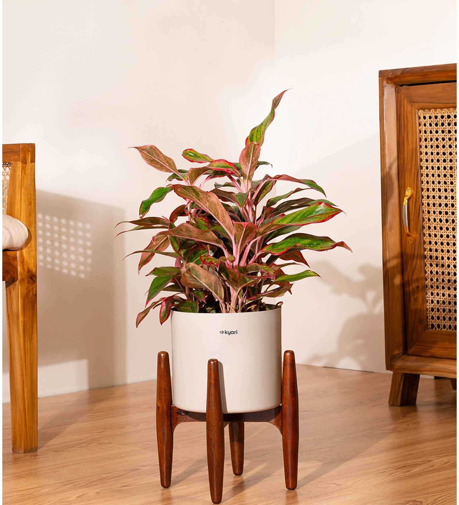 Aglonema Lipistick With Arbor Pot