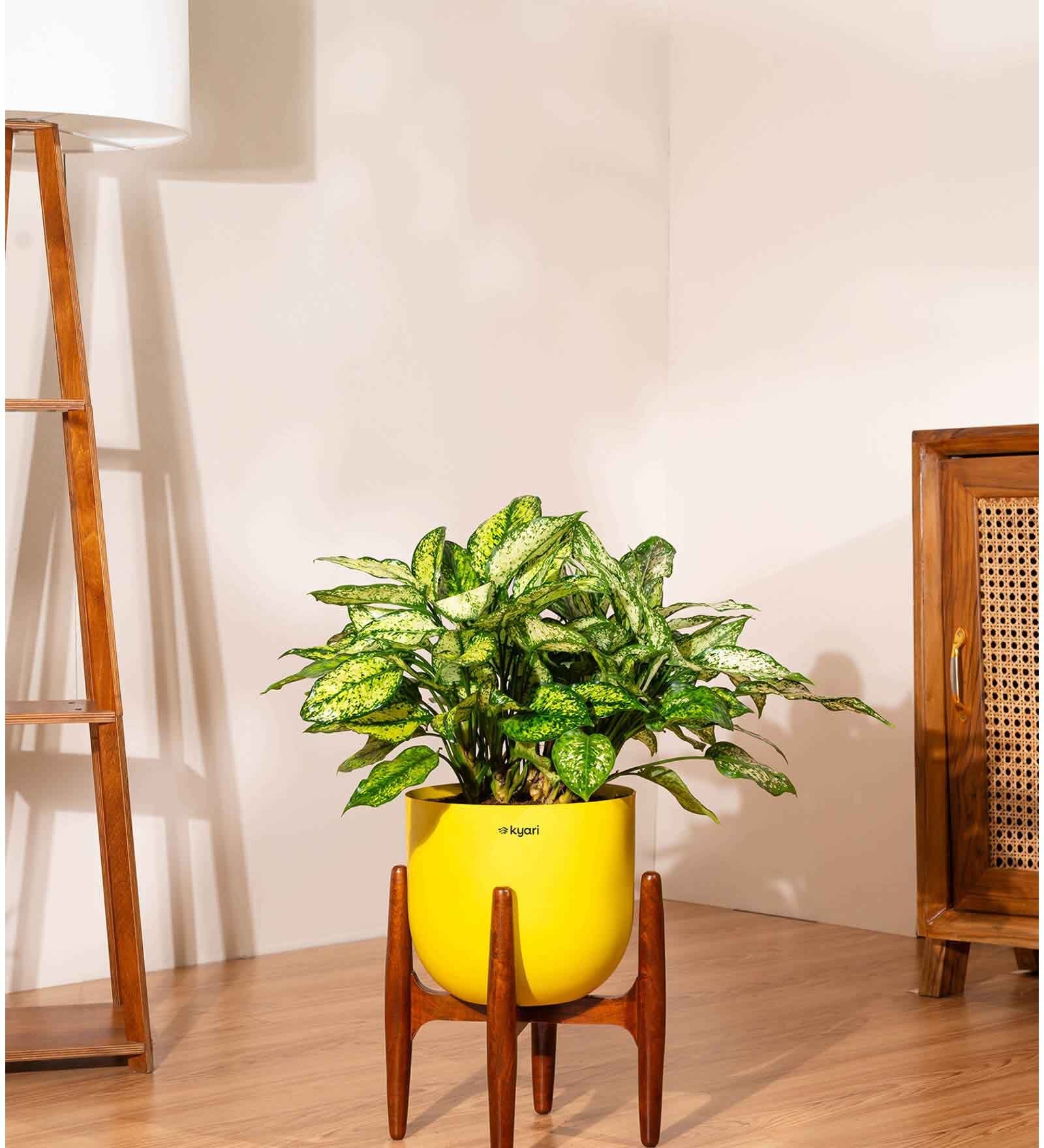 Aglonema Snow White With Arbor Pot