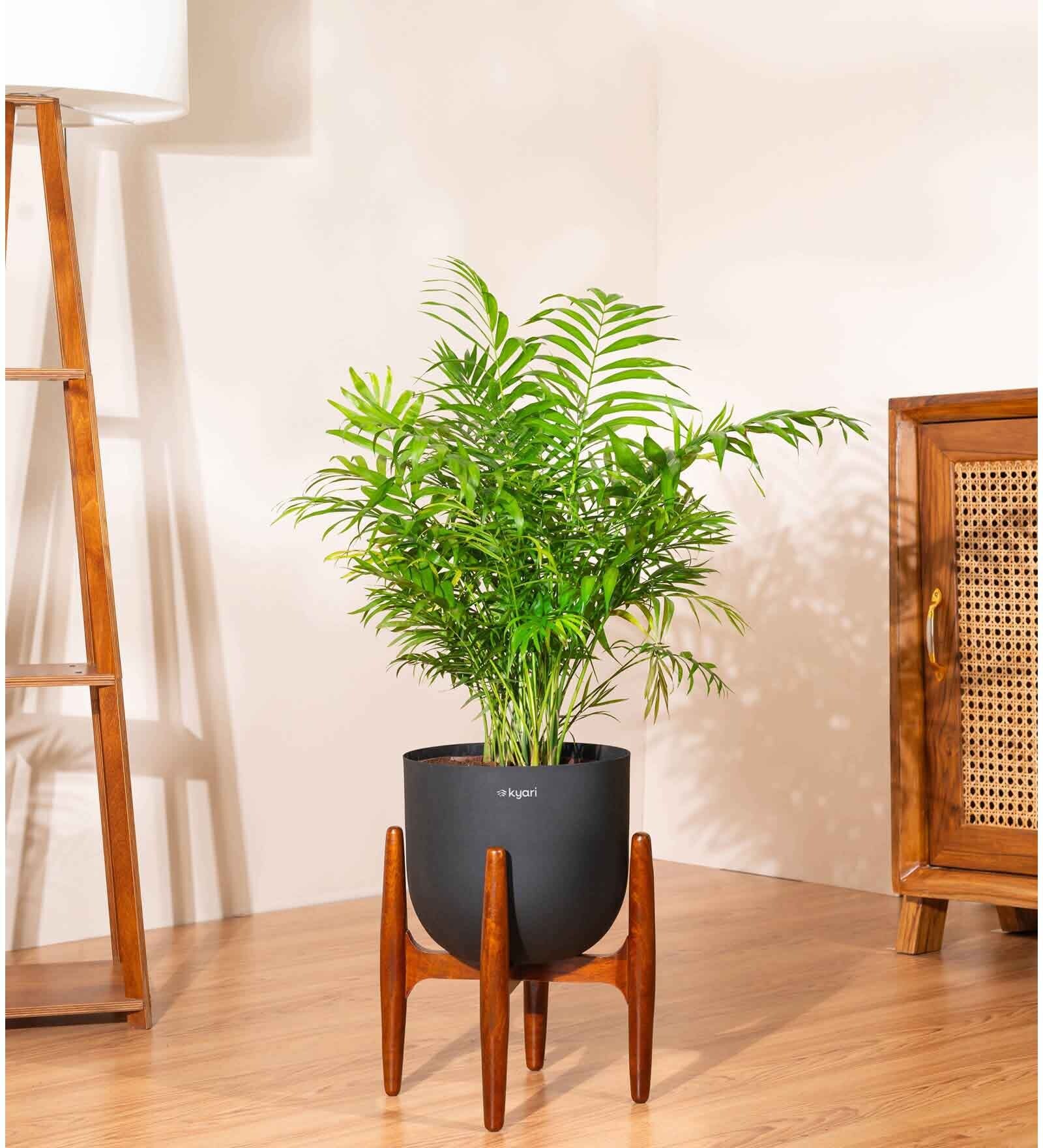Areca Palm With Arbor Pot