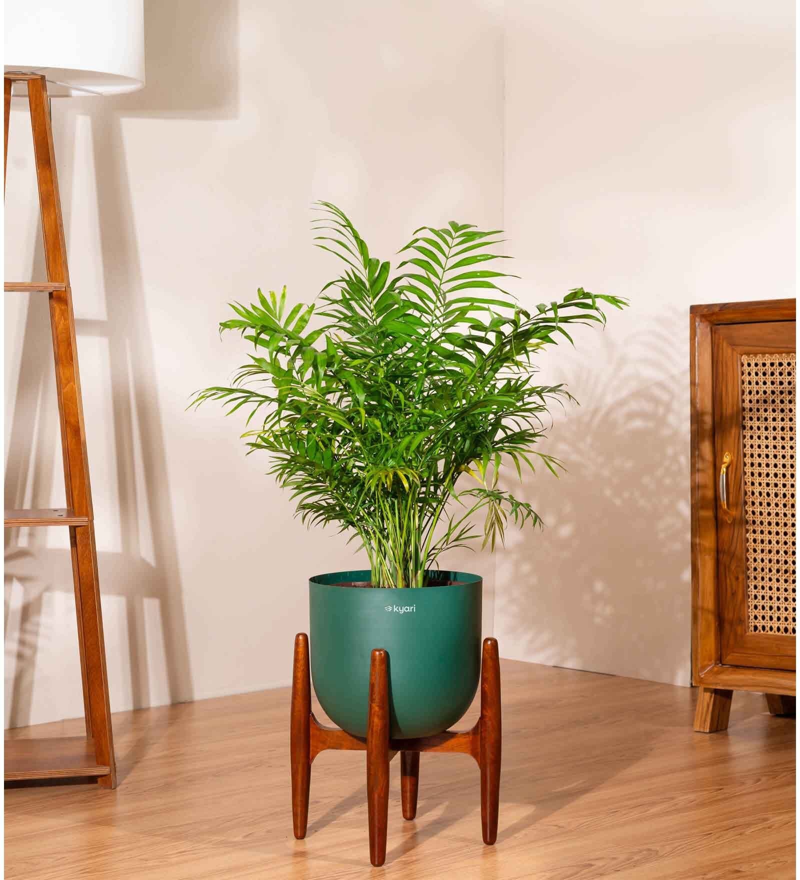 Areca Palm With Arbor Pot