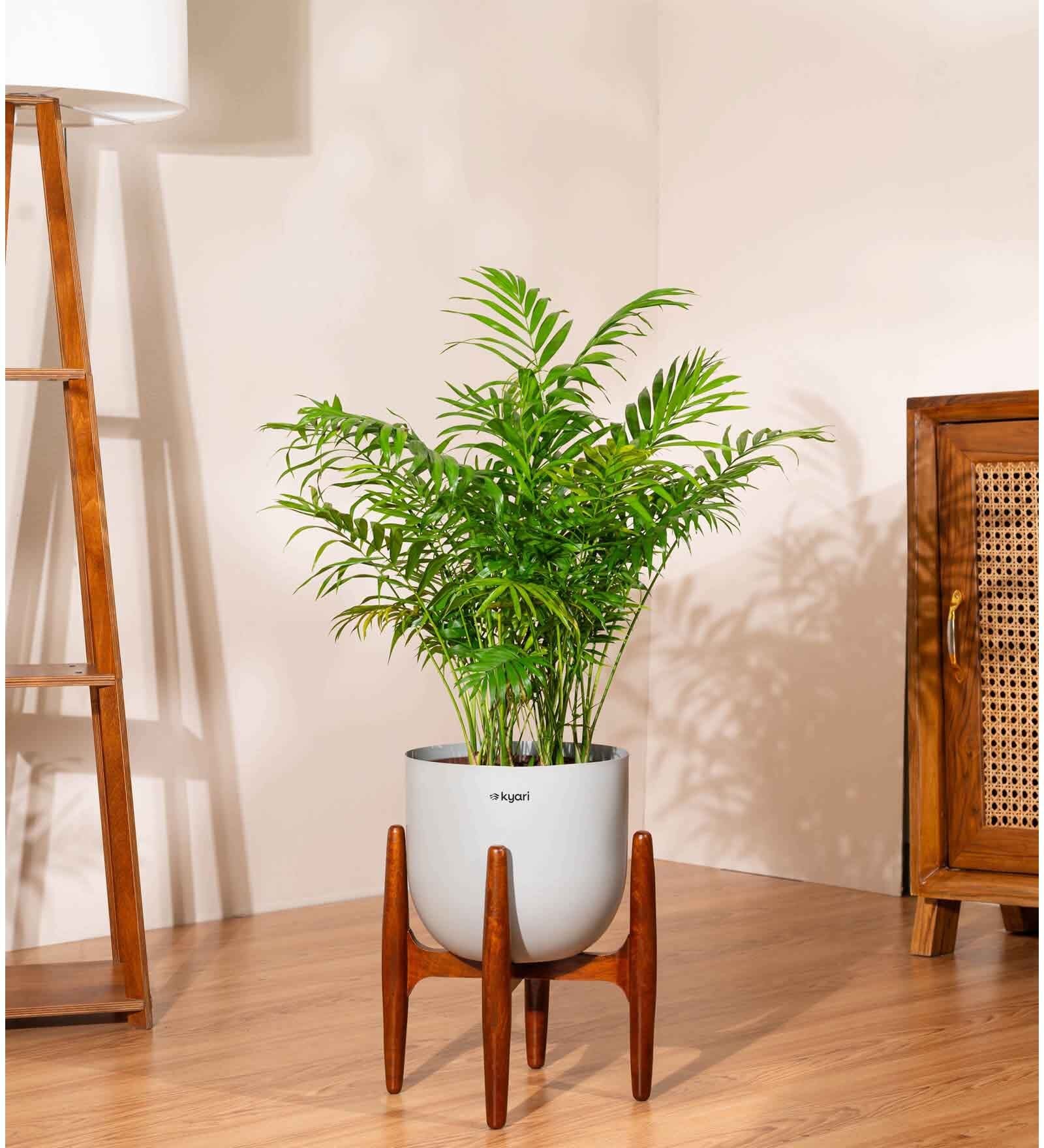 Areca Palm With Arbor Pot