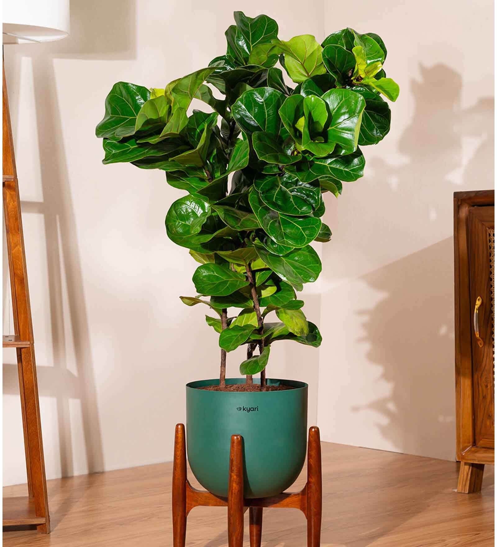 Bambino With Arbor Pot