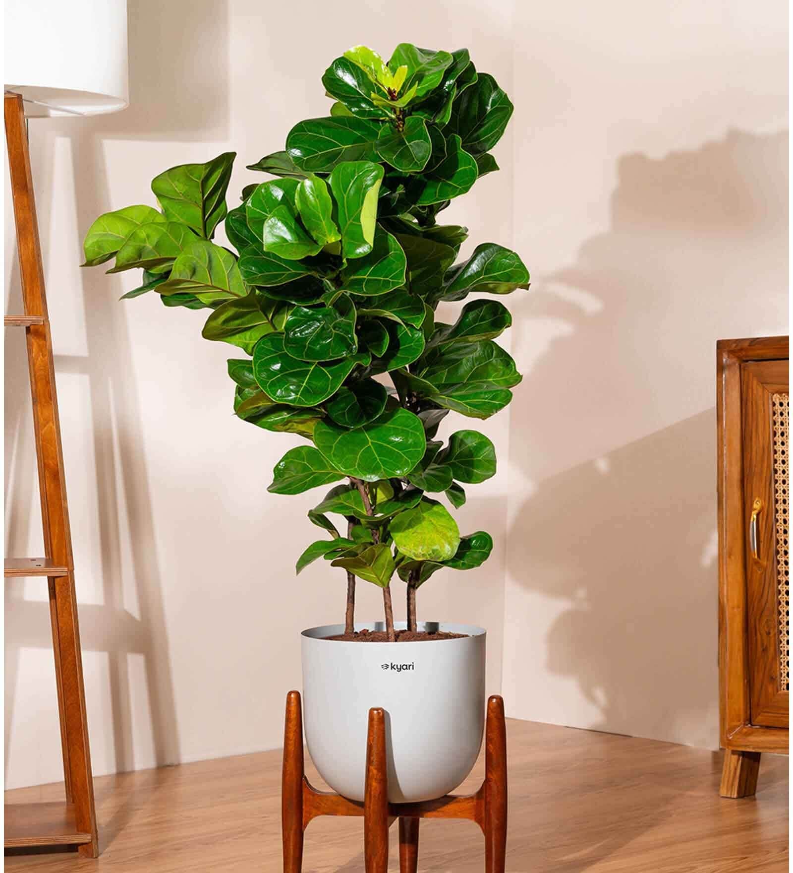 Bambino With Arbor Pot