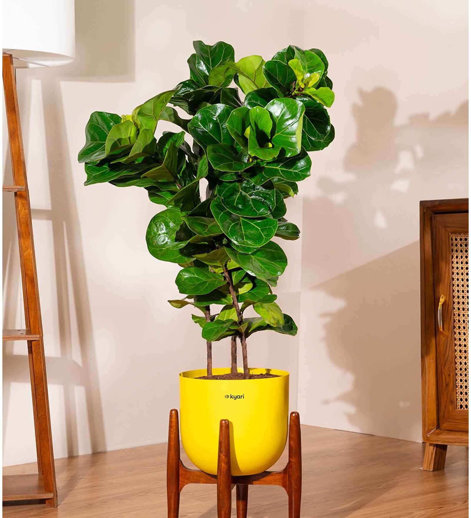 Bambino With Arbor Pot