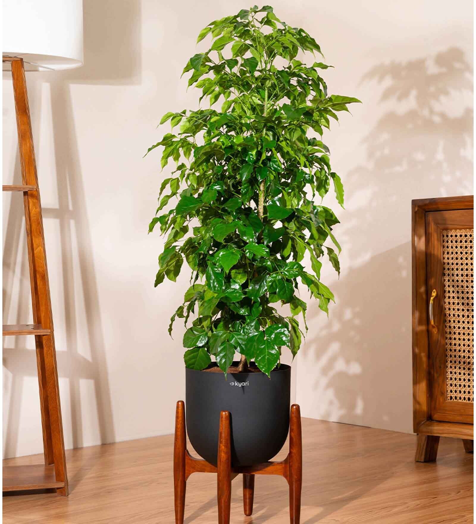 China Doll With Arbor Pot