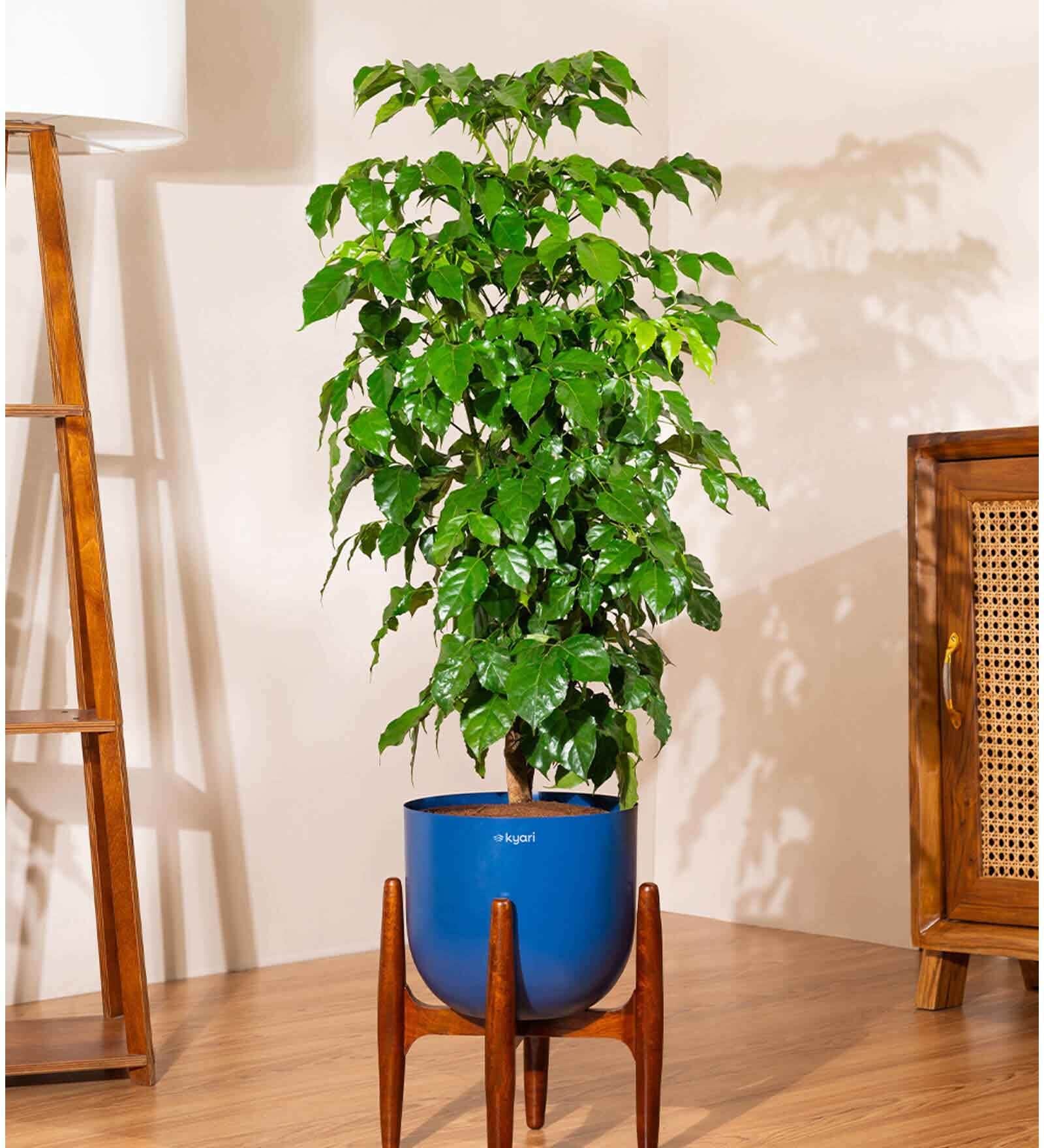 China Doll With Arbor Pot