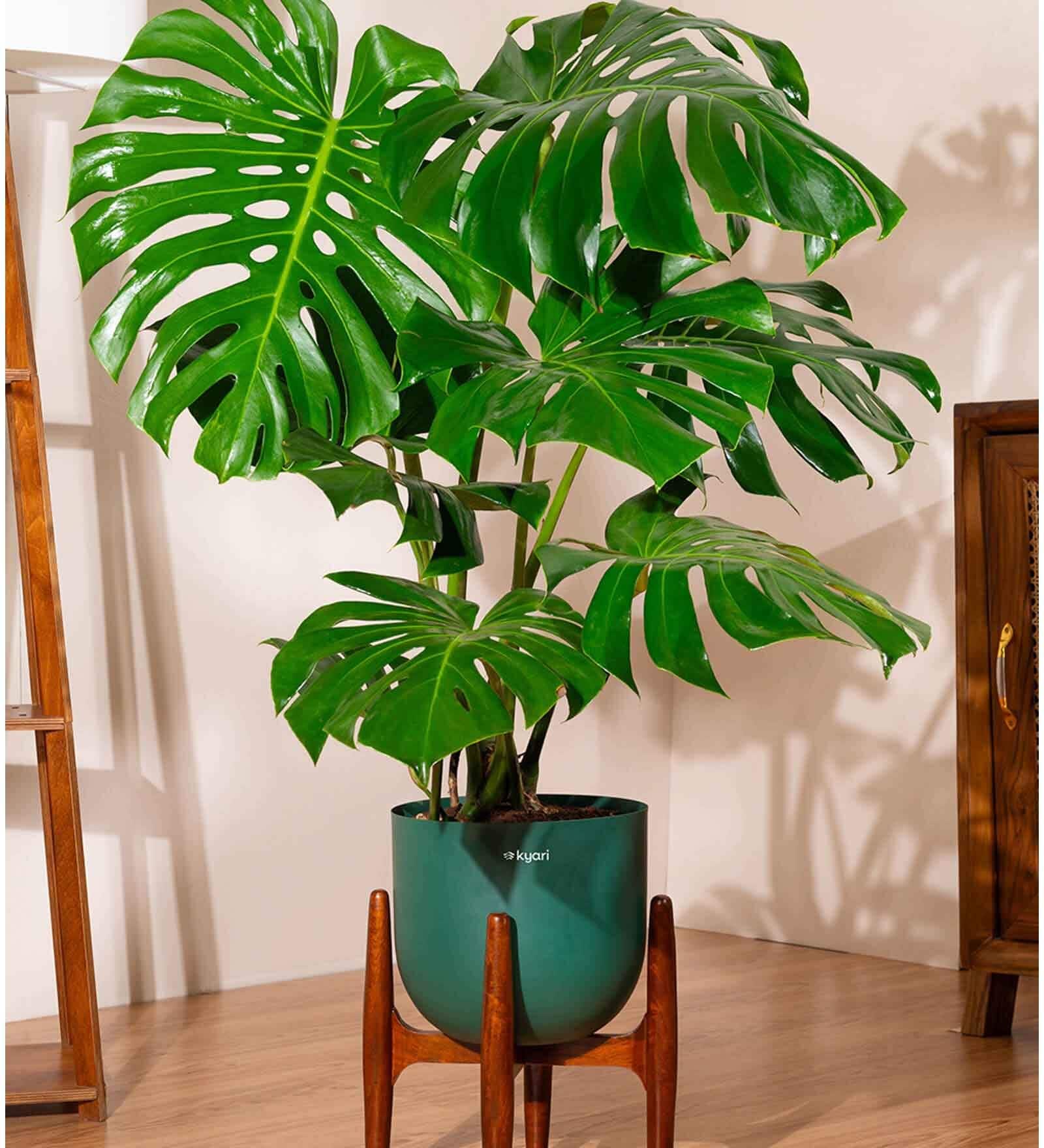 Monstera Deliciosa With Arbor Pot