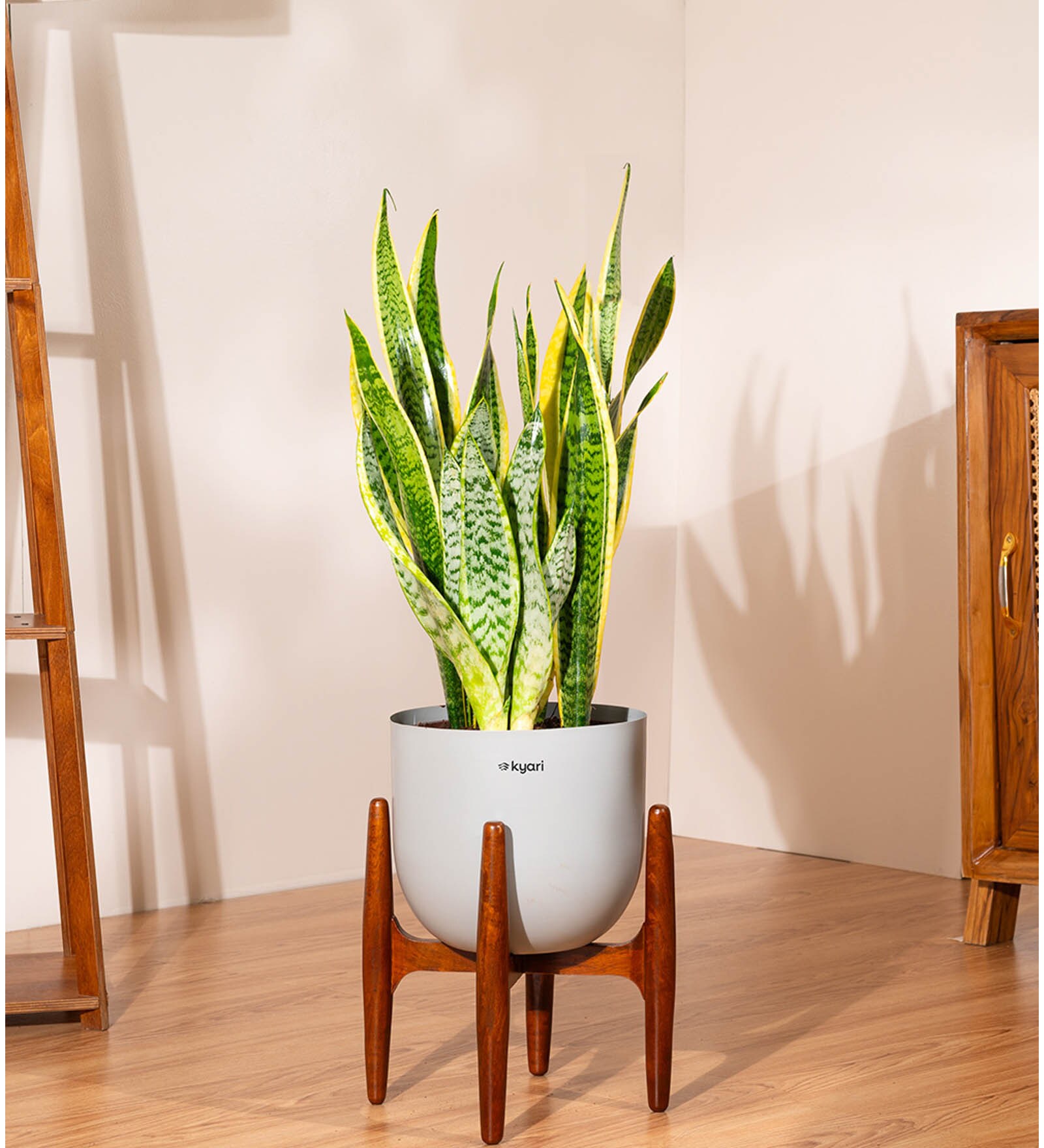 Sensevera Zeylanica Golden Snake Plant With Arbor Pot